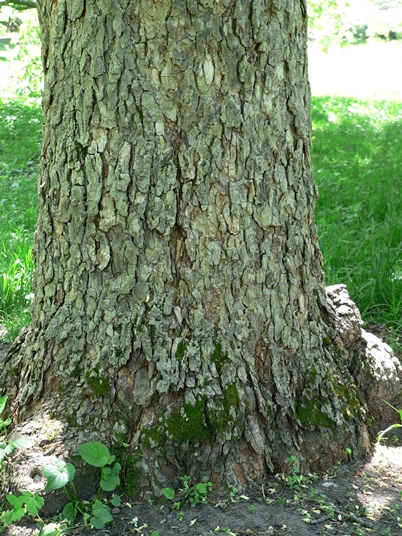 {Aesculus glabra}